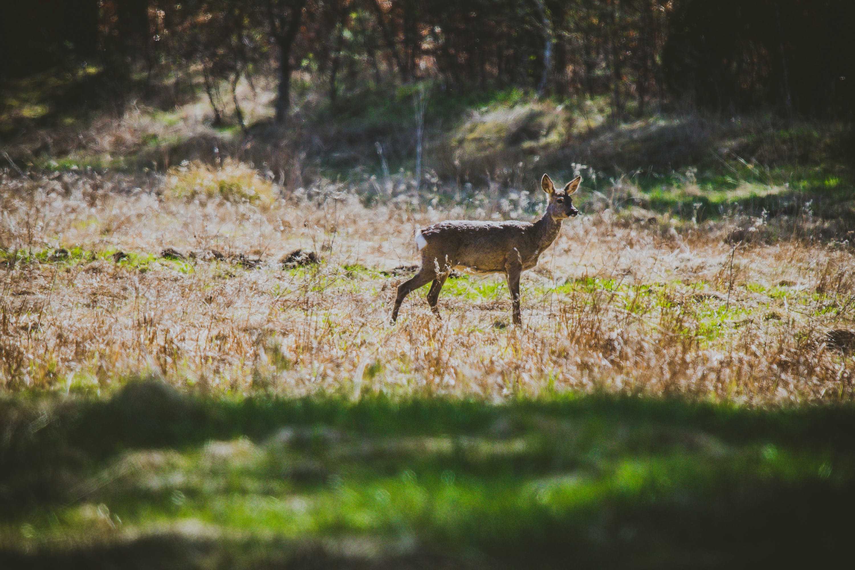 Action de chasse sanglier chevreuil lièvre limitrophe Ille-et-Vilaine, Mayenne, Loire-Atlantique