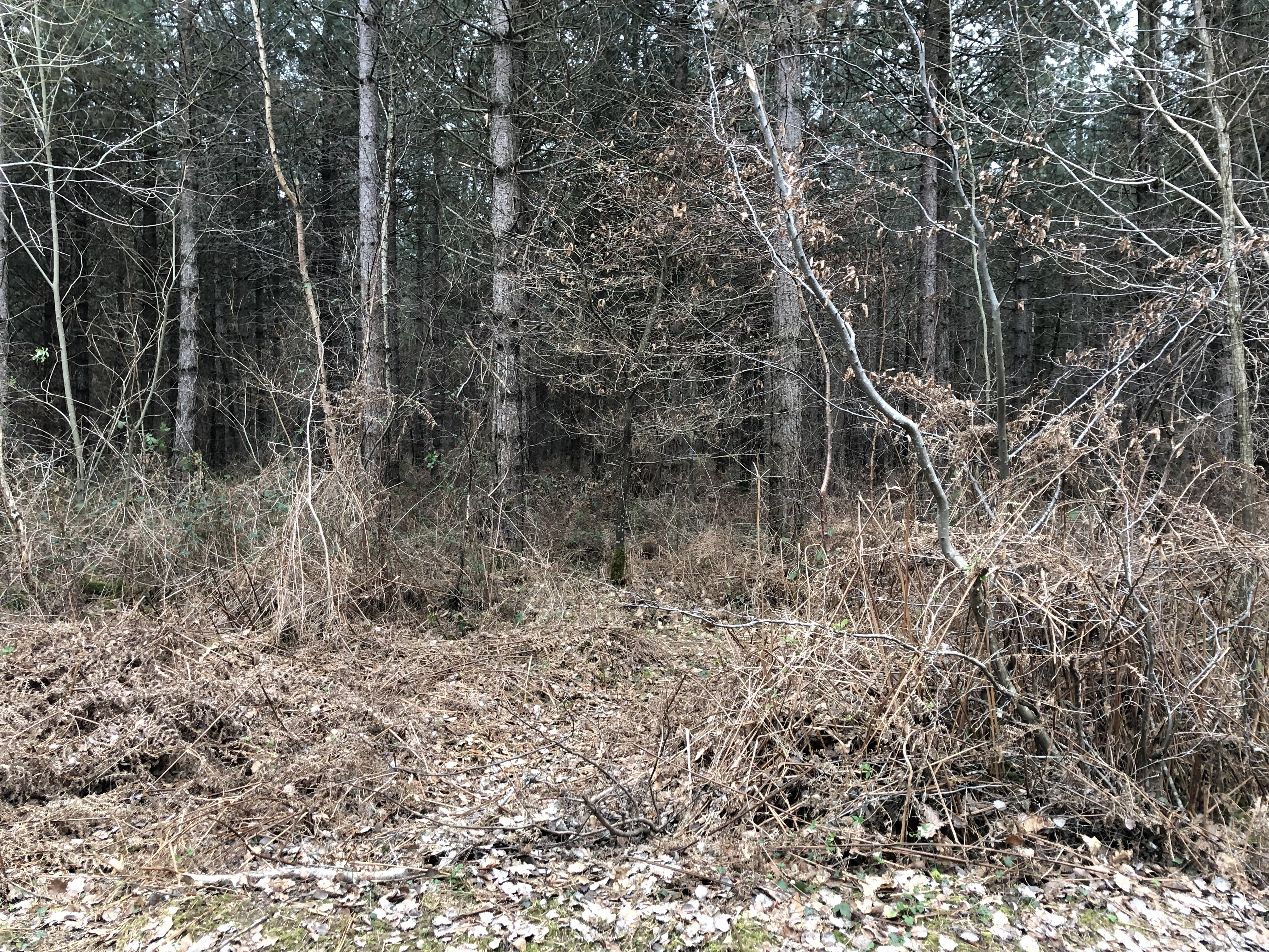 Chasse à la journée au grand gibier