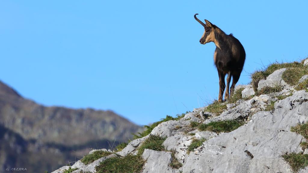 Chasse à l'approche de l'Isard dans les Pyrénées-Orientales