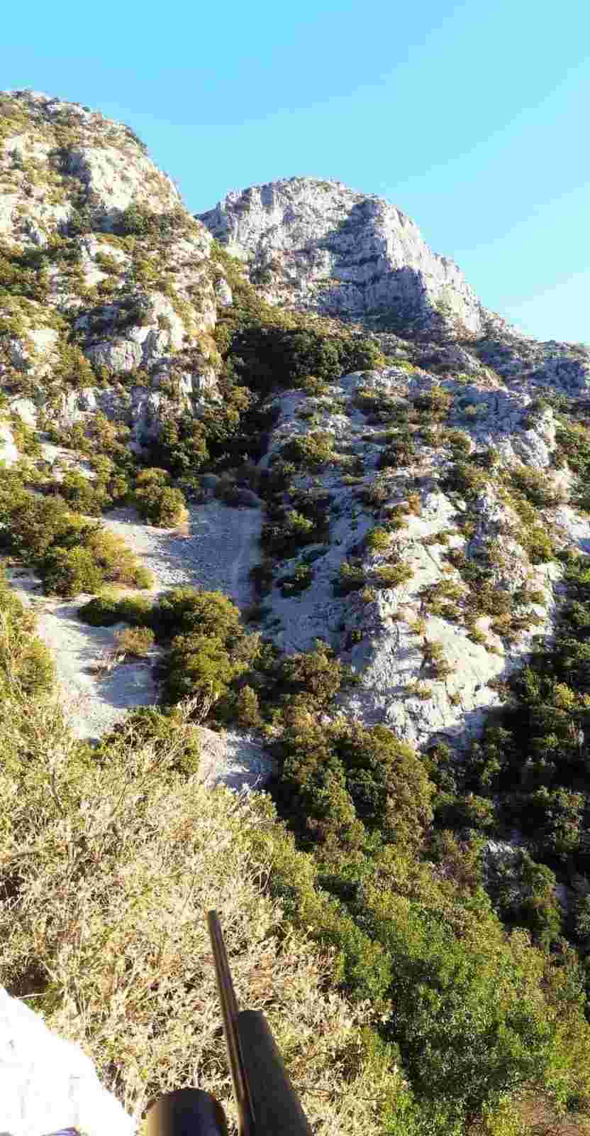 Action de chasse au grand gibier aux portes des Cévennes