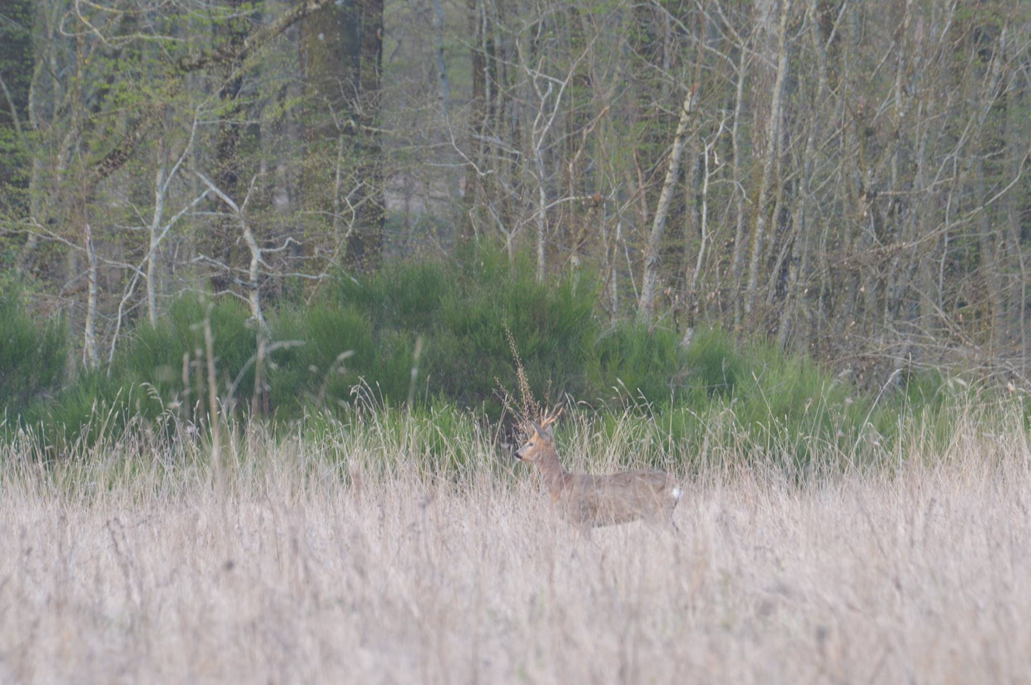 Journée de chasse au grand gibier en Sologne