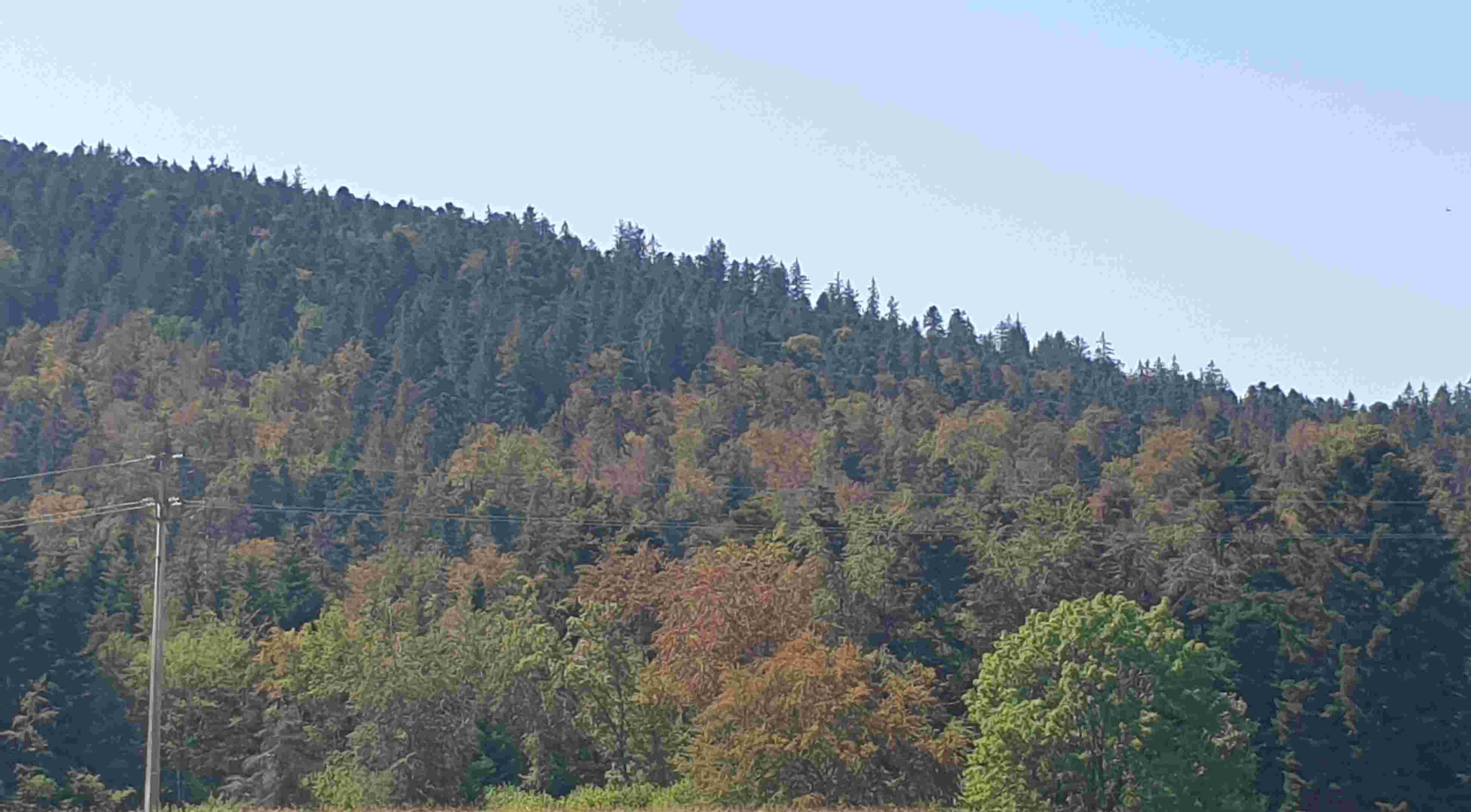 Journée de chasse au sanglier dans l'Ain