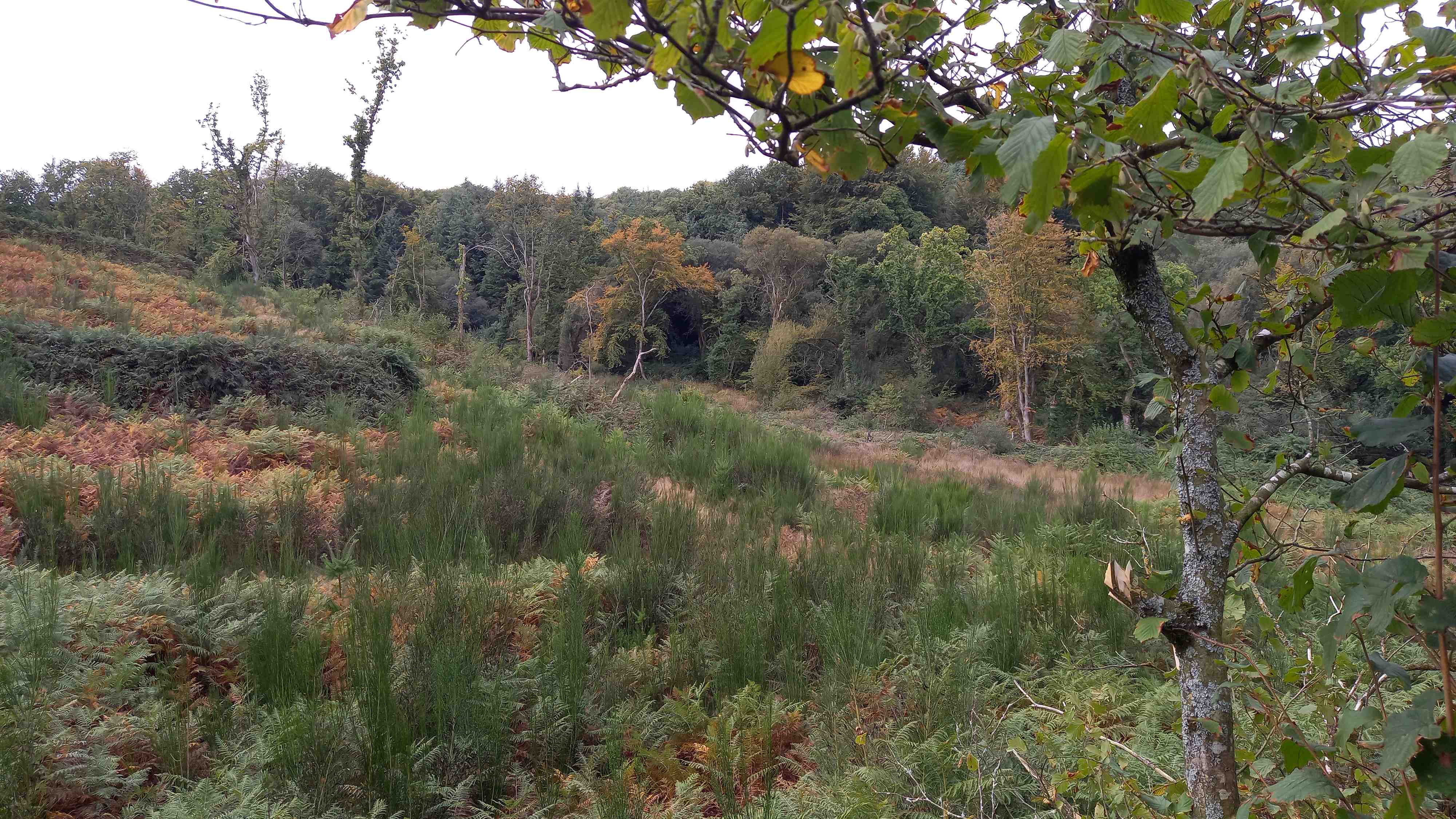 Action de chasse au grand gibier dans les Côtes d'Armor