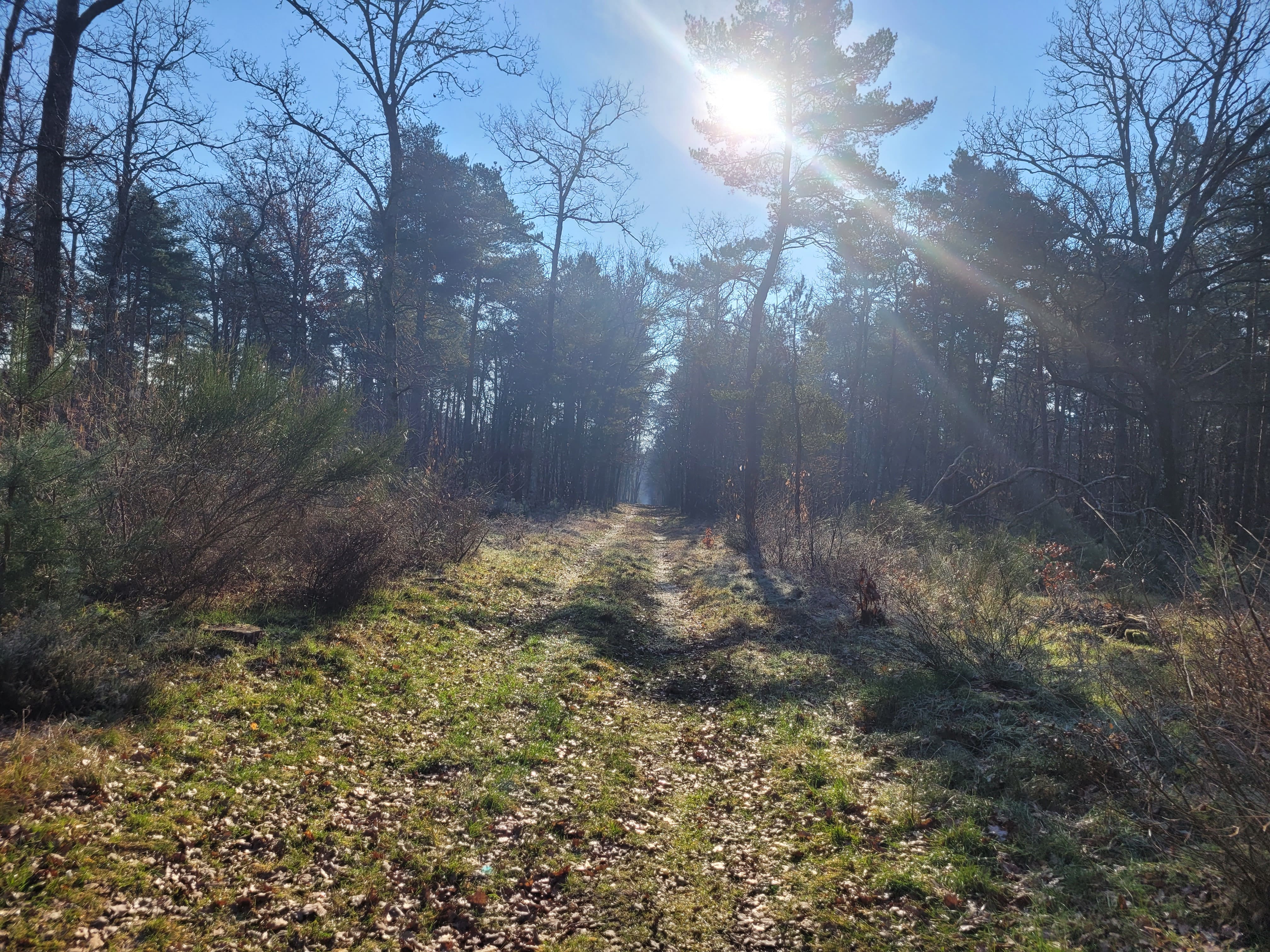 Journée au grand gibier en Sologne