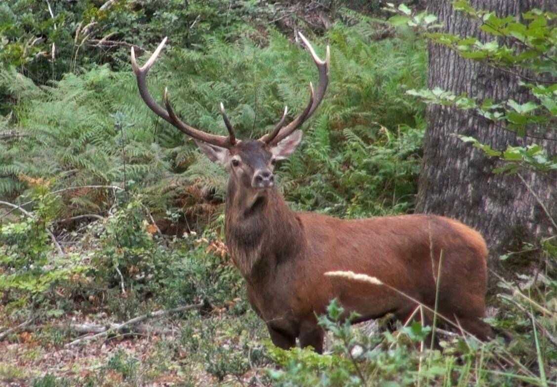 Chasse du cerf à l'affût ou à l'approche dans les landes de Gascogne