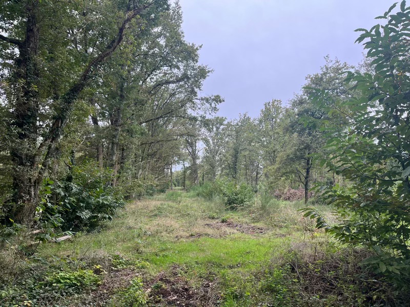 Action de battue au grand gibier au coeur de la Sologne