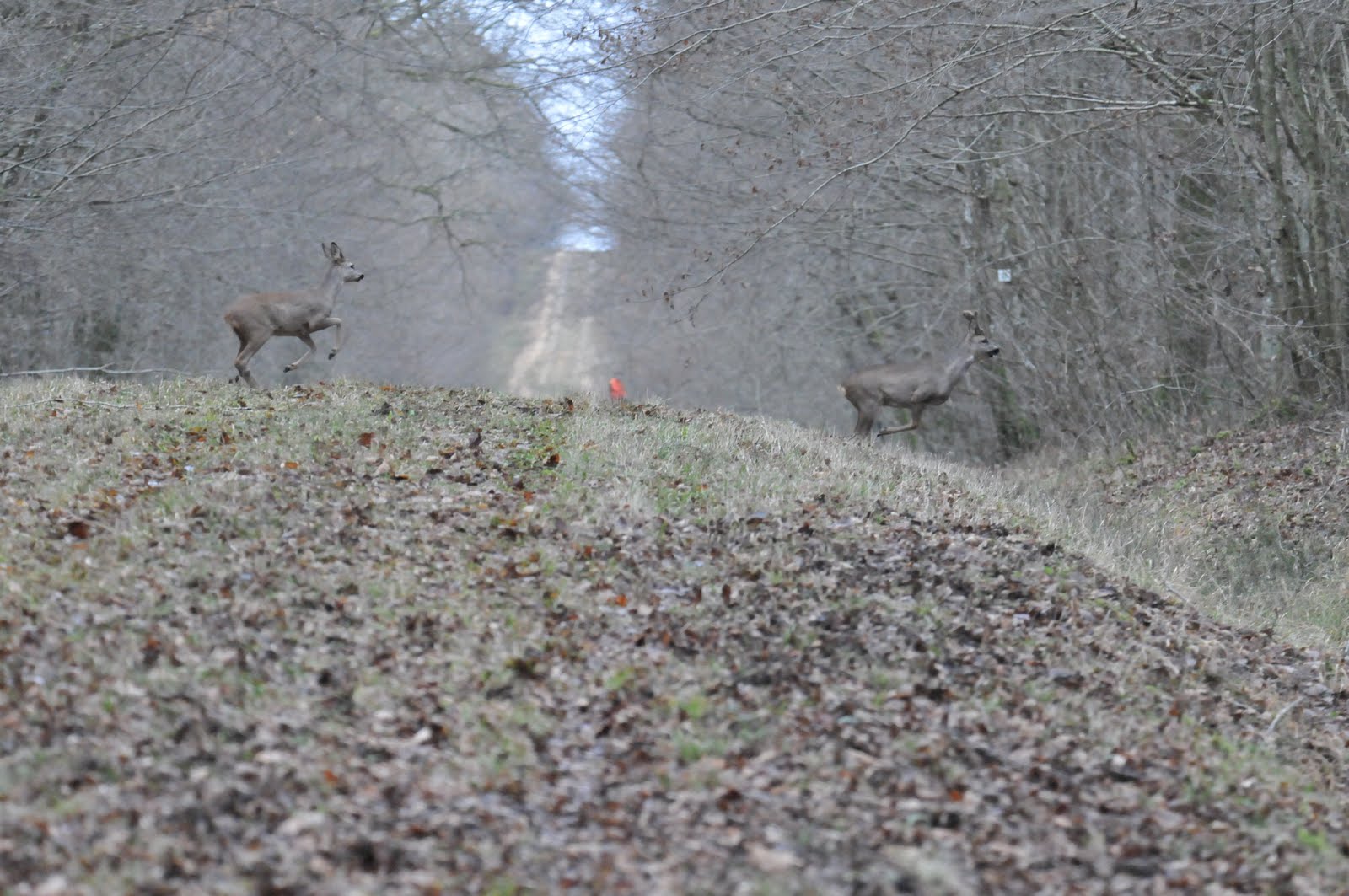 Journée de battue au grand gibier en Meuse