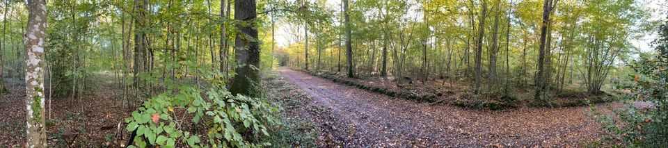 Action de chasse au grand gibier en Sarthe