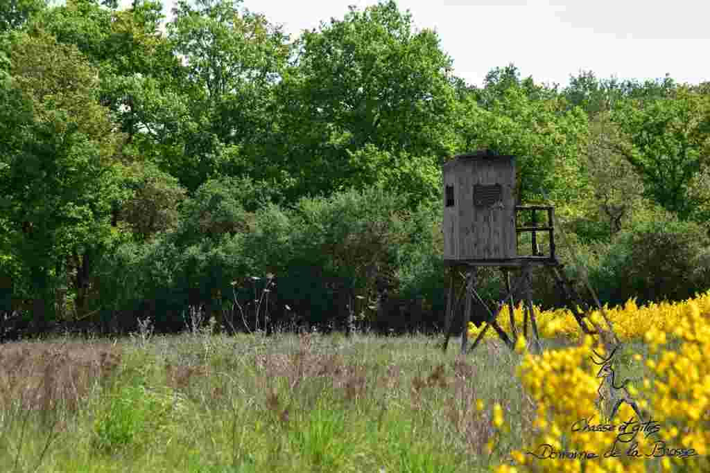 Action de battue au grand gibier en Sologne