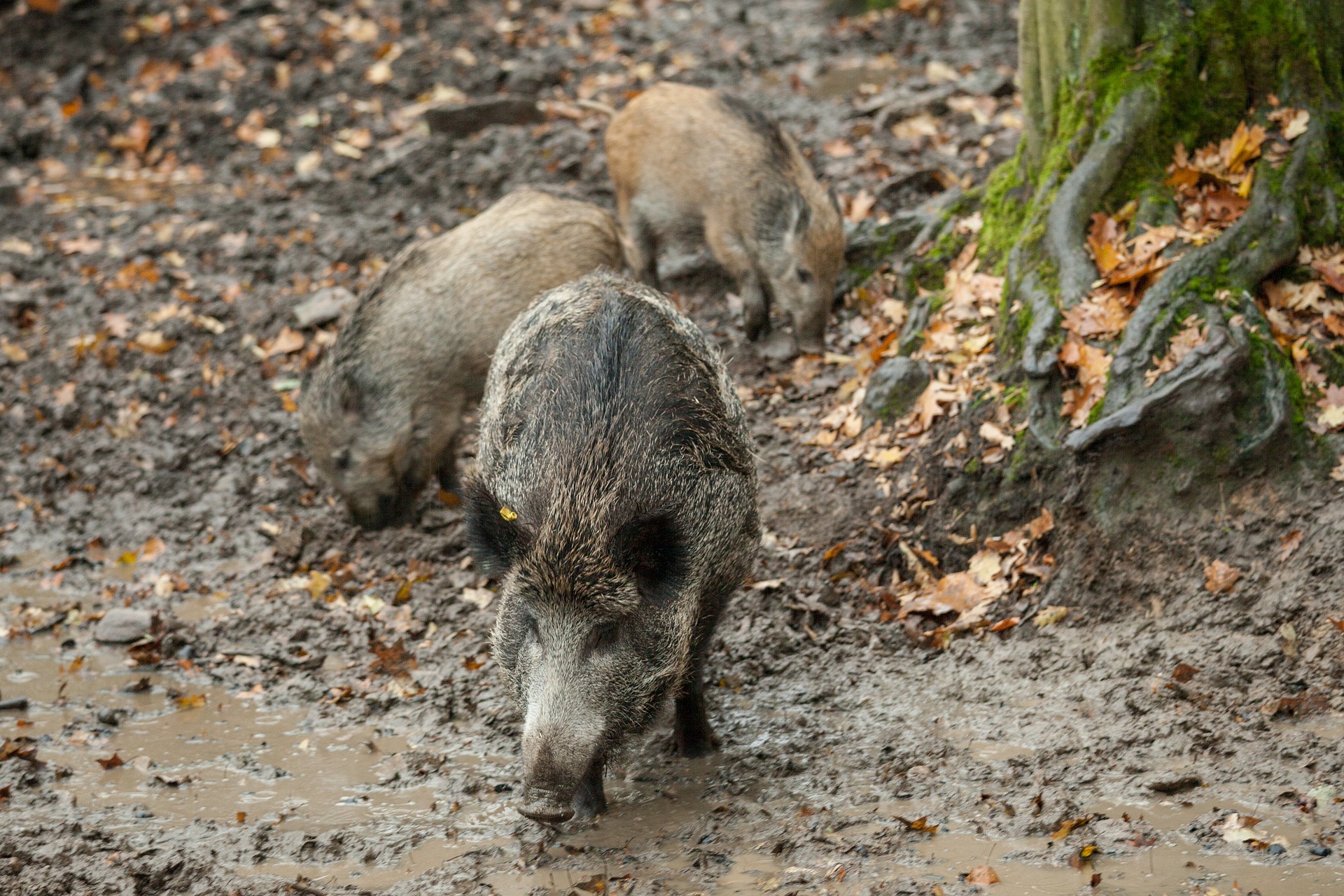 Action au grand gibier en Pays de la Loire