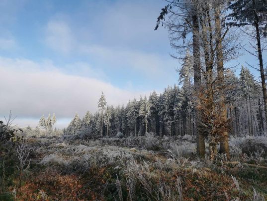 Journée de chasse en forêt domaniale de La Croix aux Bois