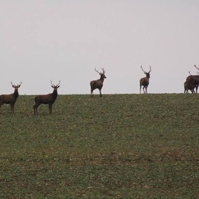 Action de chasse au grand gibier dans l'Oise