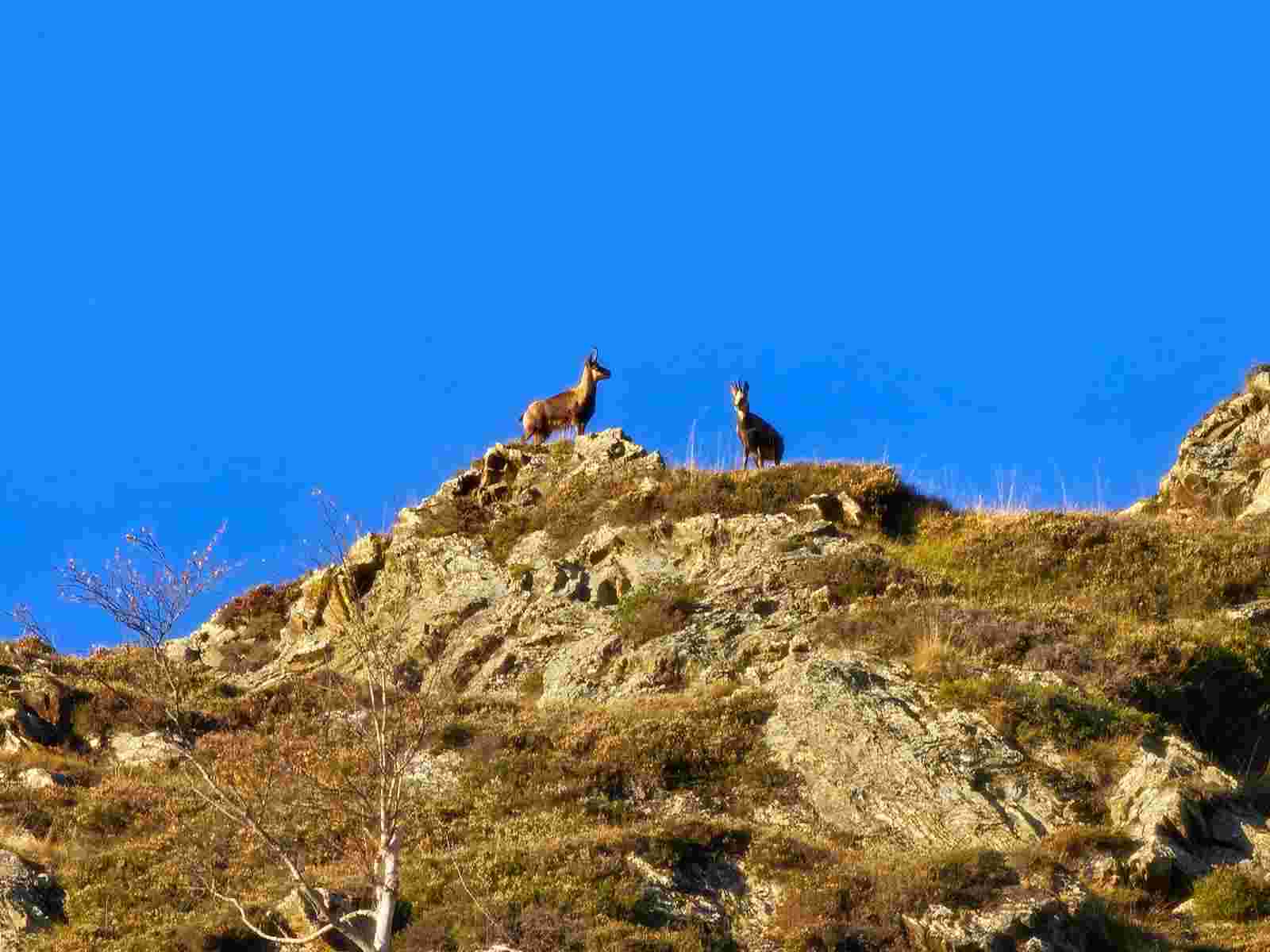 Journée ou week-end de battue au grand gibier dans les montagnes ariégeoises