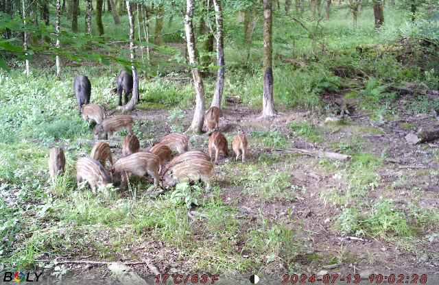 Action au grand gibier en forêt domaniale de Verneuil, Cher