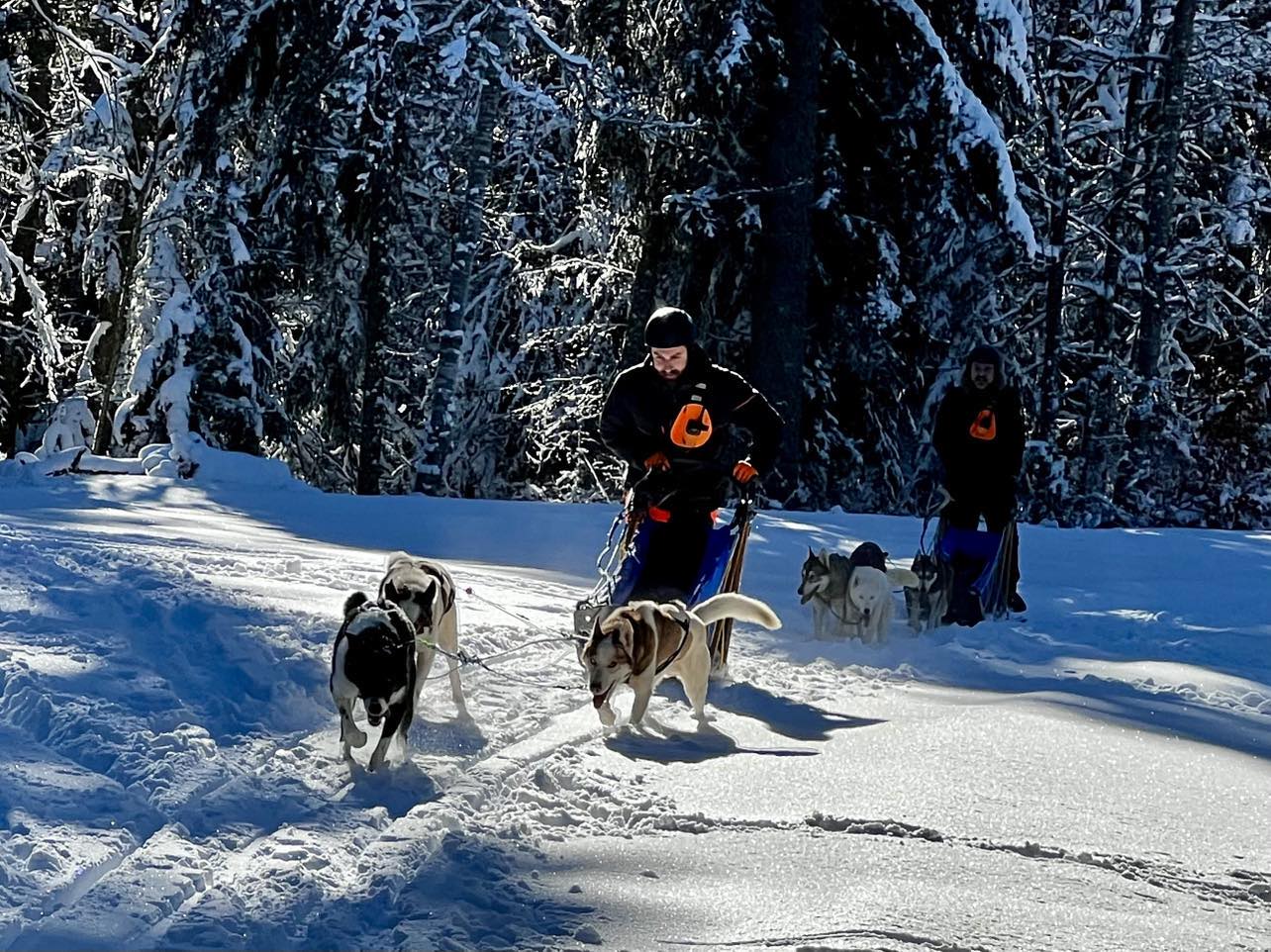 Conduisez votre propre traineau à chiens