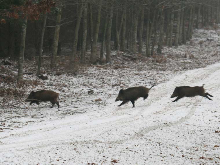 Chasse de Battue Forêt Domaniale Rihoult de Clairmarais Pas de Calais