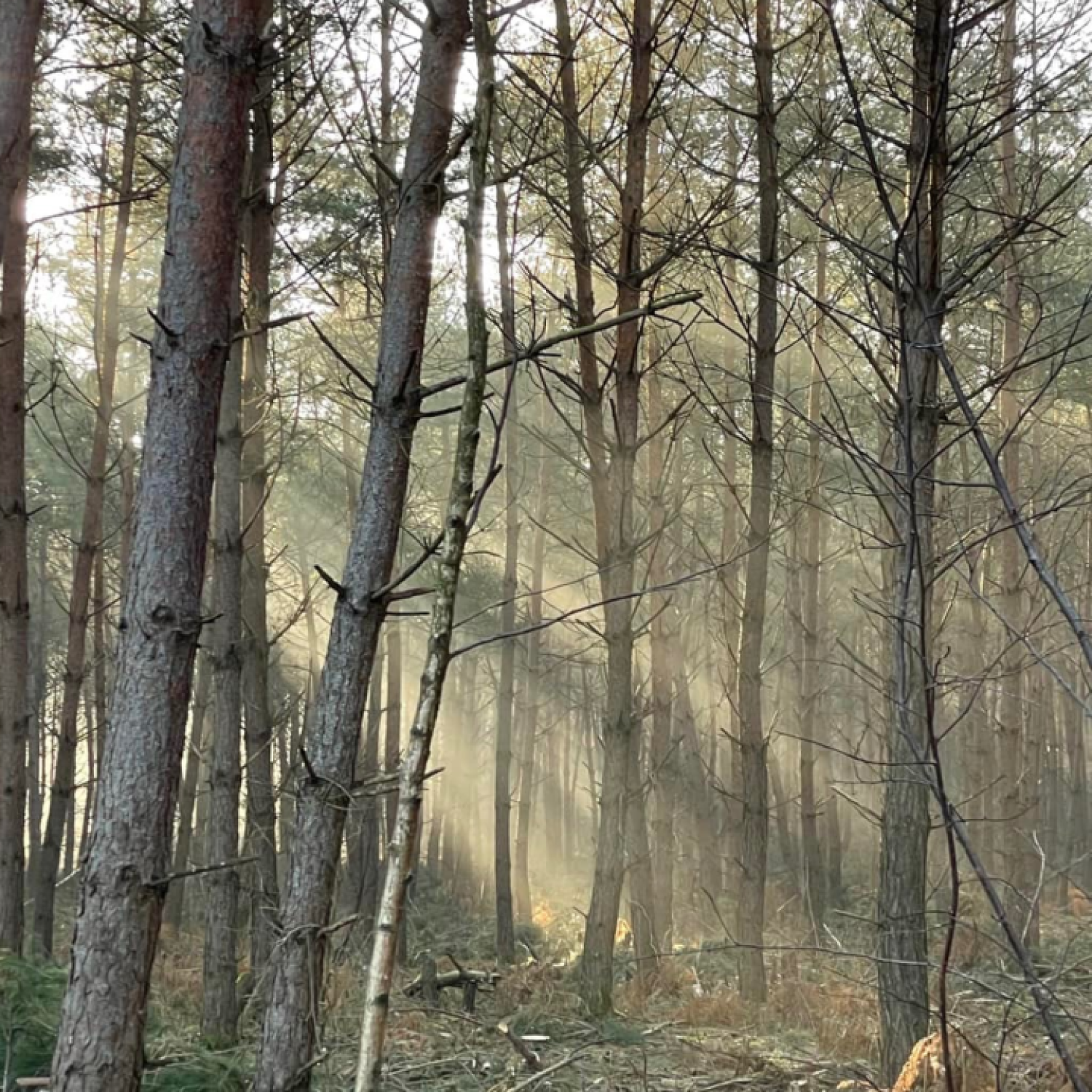 Journée du vendredi aux grands gibiers dans l’Oise