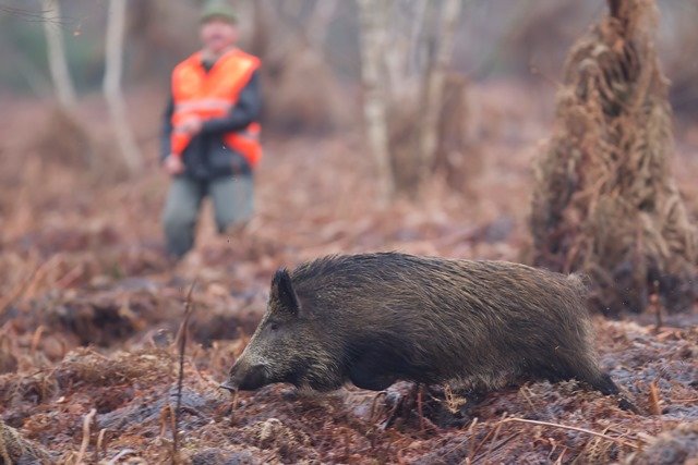 Journée de chasse dans les Vosges