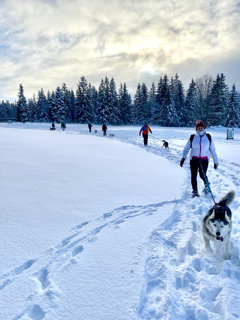 Cani-raquette avec chien de traineau, dans le Vercors