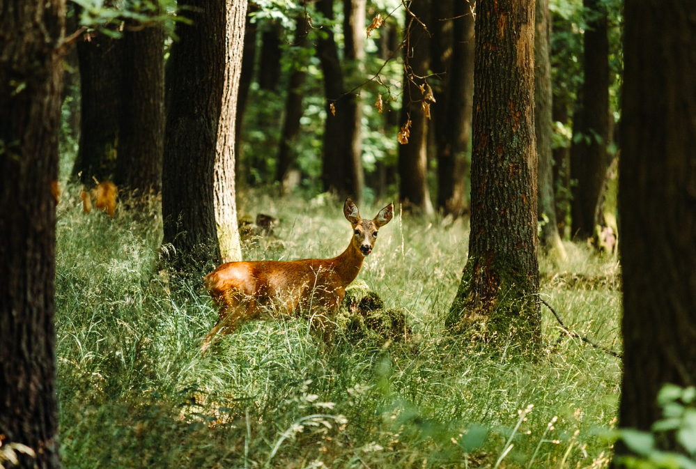 Journée grands gibiers au chiens courants dans le Morbihan