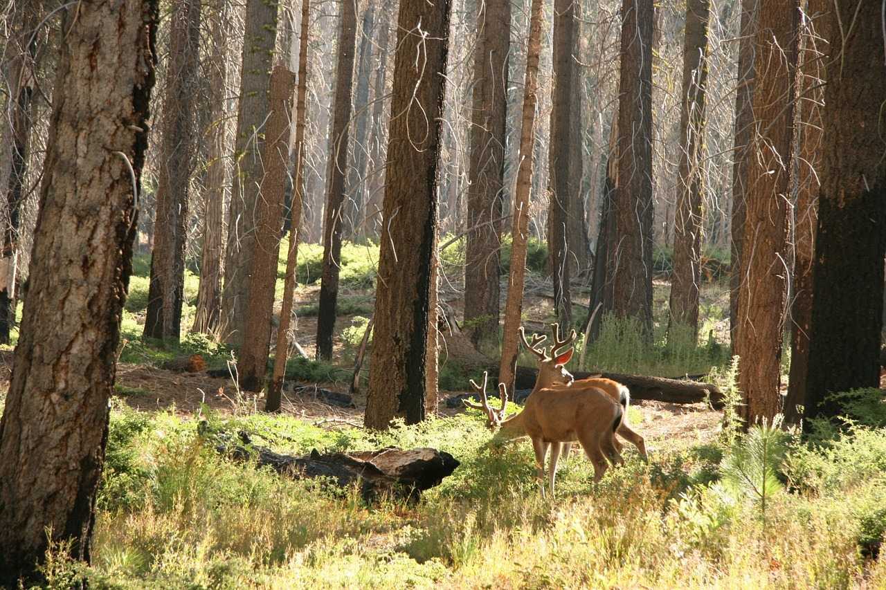 Action de battue au grand gibier près de Châtillon-sur-Seine