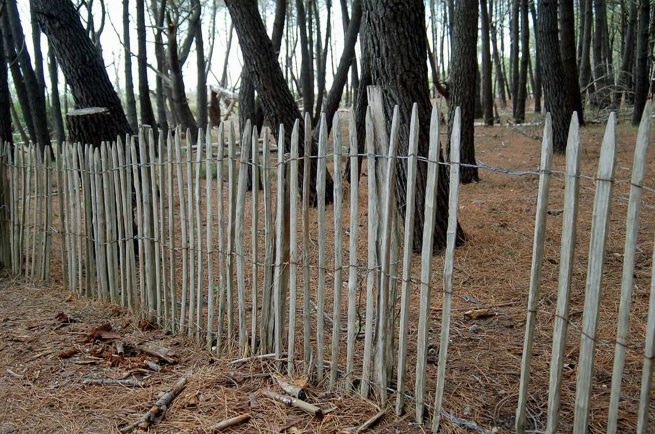 Action de chasse au grand gibier à l'affût en forêt de Lacanau