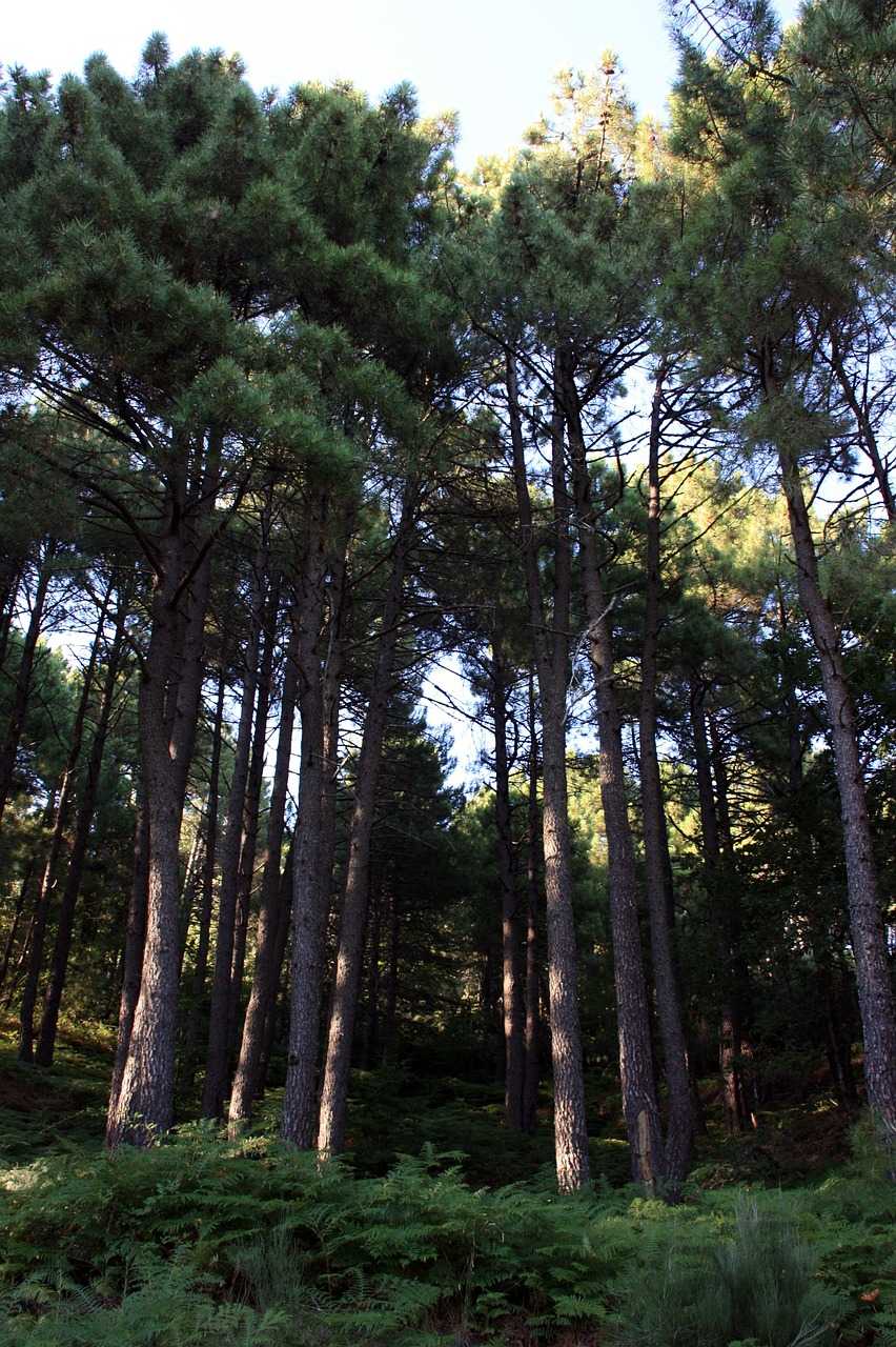 Action de chasse en battue au grand gibier en forêt de Lacanau