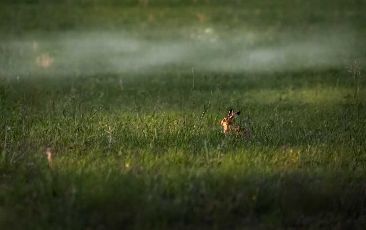 Action de chasse en plaine en pays de Caux