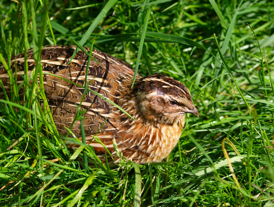 Action de chasse petit gibier dans le Tarn