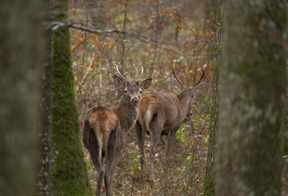 Chasse du lundi au grand gibier en Forêt d'Ermenonville