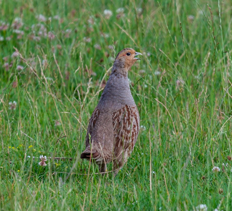 Chasse du mercredi petit et grand gibier en Seine-Maritime