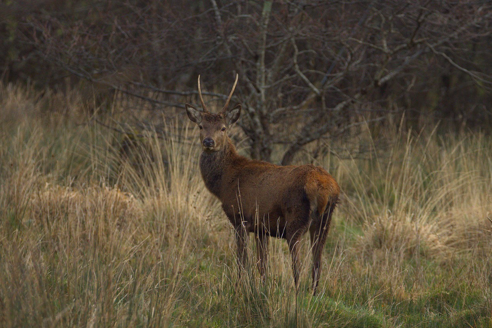 Action de chasse du vendredi en Forêt d'Orléans