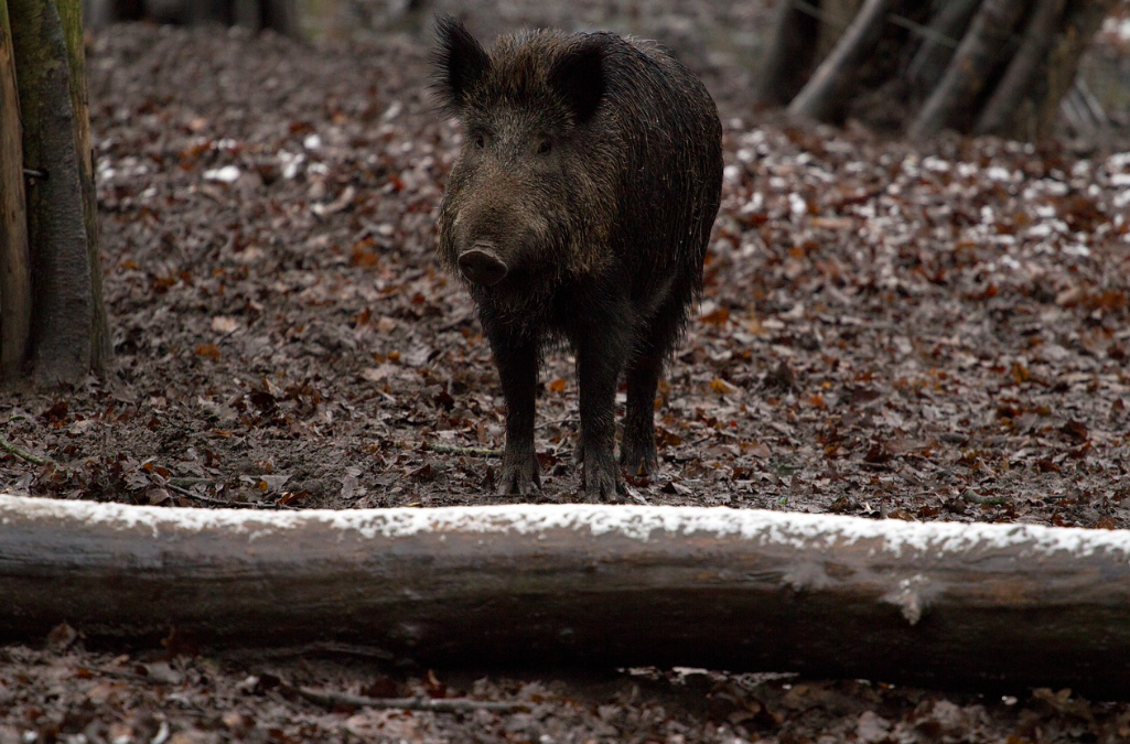 Sanglier à l'affût ou à l'approche en Dordogne