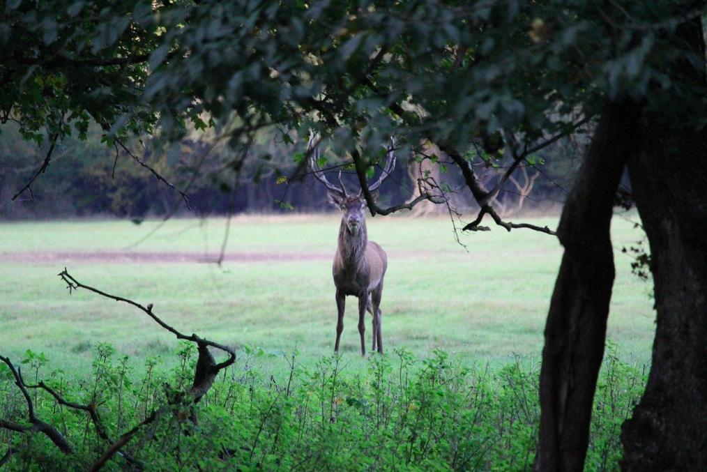 Approche du cerf dans le Loiret