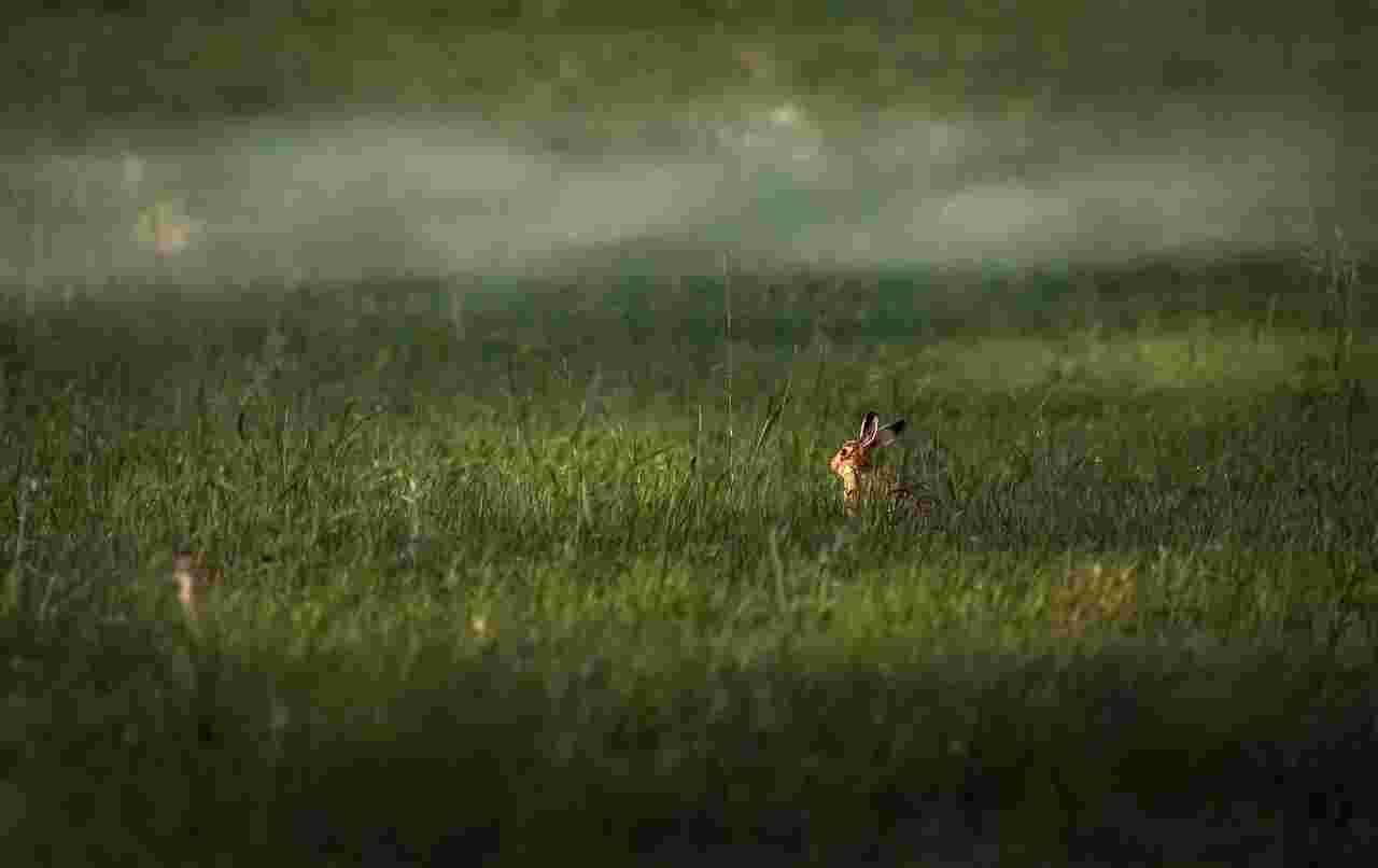 Action de chasse petit et grand gibier en Ille-et-Villaine