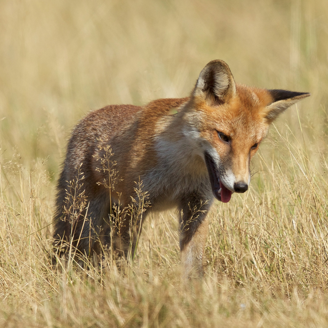 Affût du renard dans le Calvados