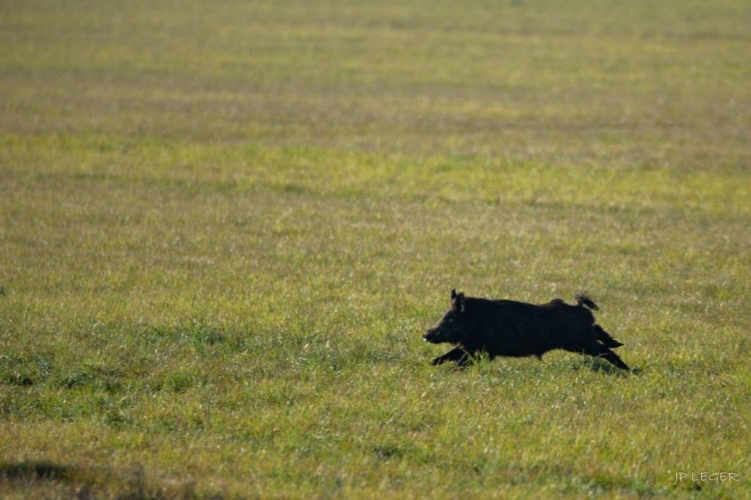 Action 5 jours grands gibiers dans l'Aube