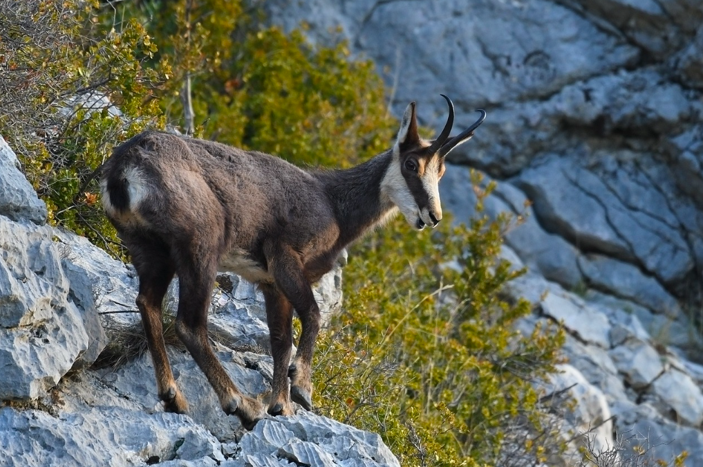 Bracelet de chamois dans les Alpes de Haute-Provence