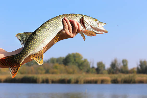 Pêche au Brochet dans la Creuse