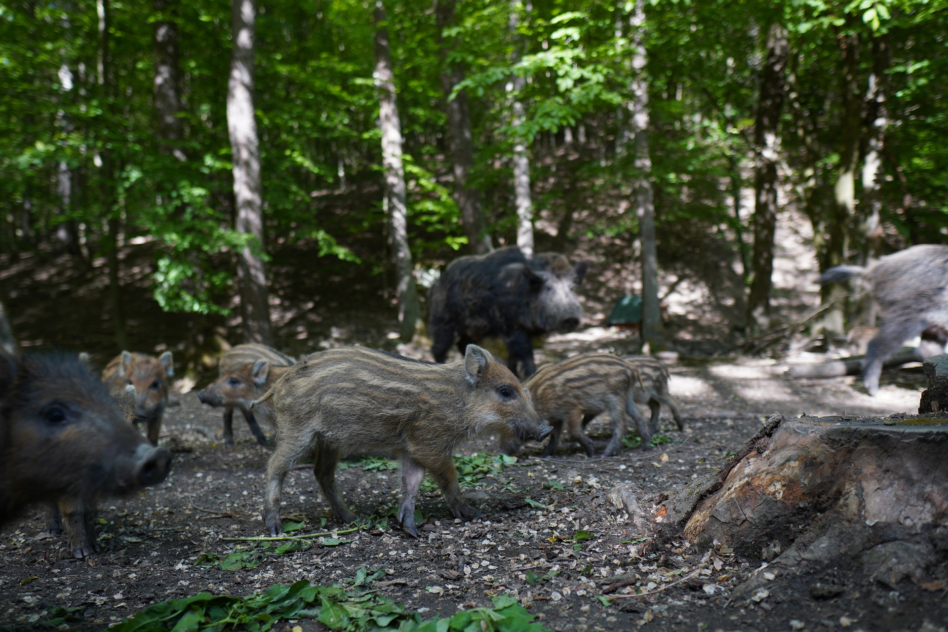 Journée de chasse aux sangliers dans l'Aude