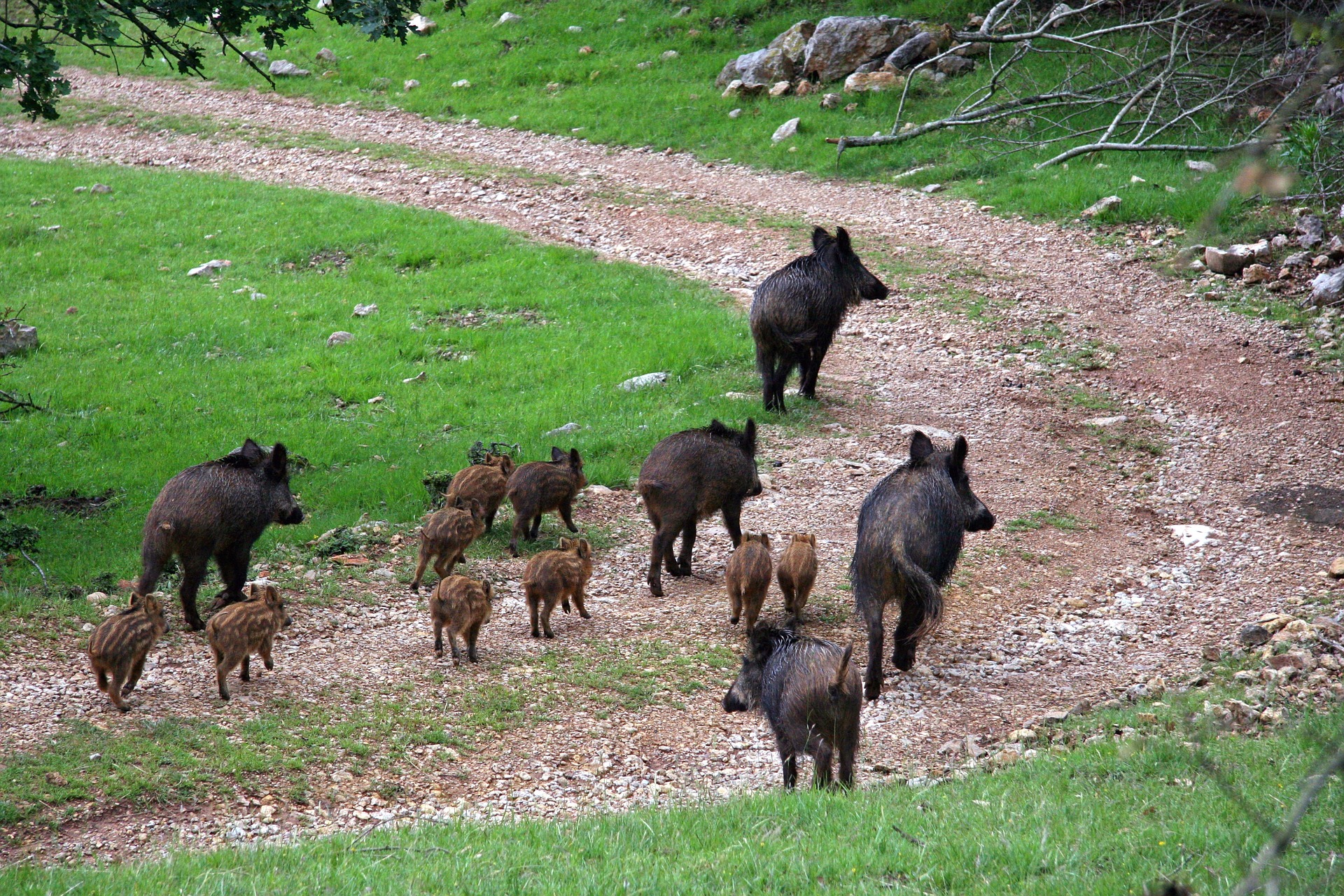 Action de chasse grand gibier dans l'Oise