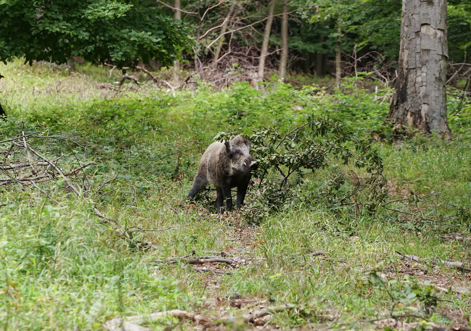 Action : Grands gibiers, dans les Vosges