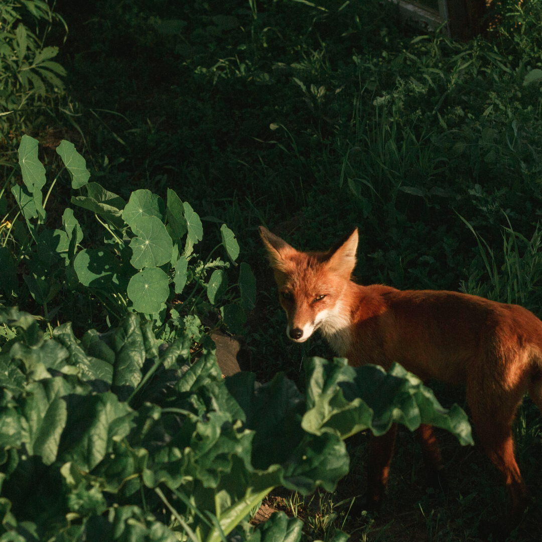 Journée de régulation du renard, près de Wirwignes