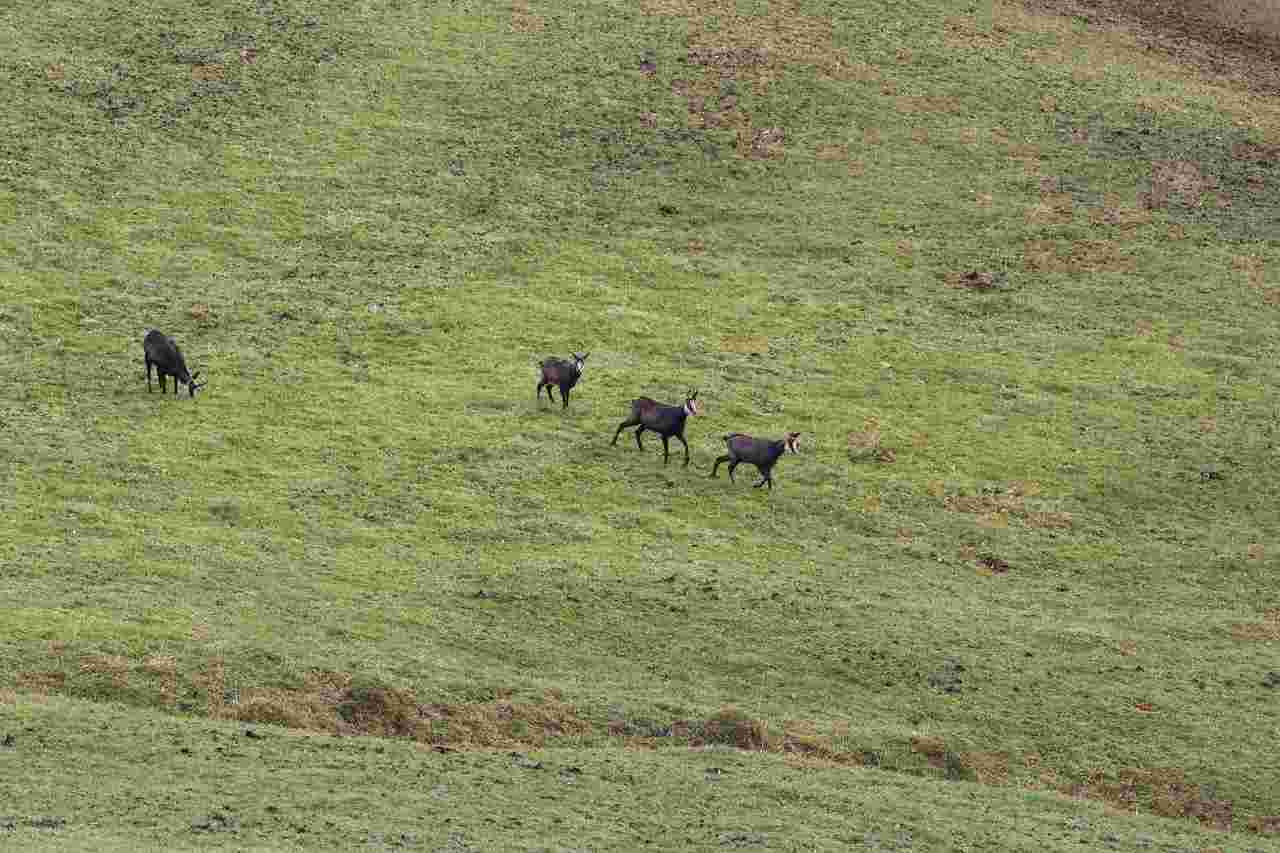 Bracelet d'isard à l'approche dans le Piémont pyrénéen (guidé)