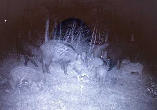 Chasse à la journée dans le Loiret