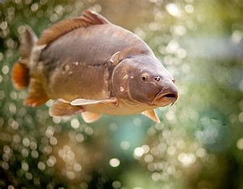 Pêche a la Carpe dans la Creuse