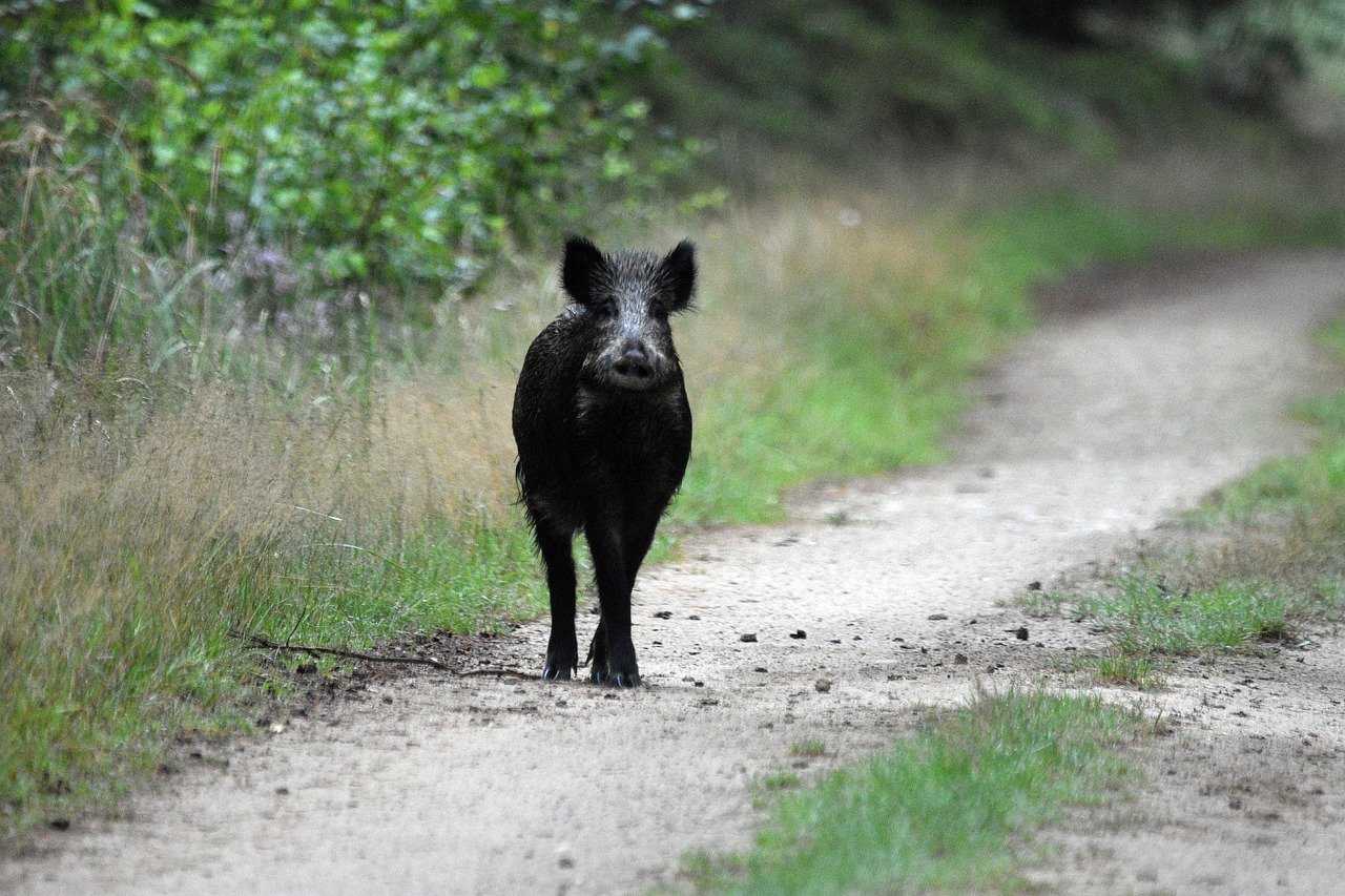 Action de battue au grand gibier Massif des Colettes