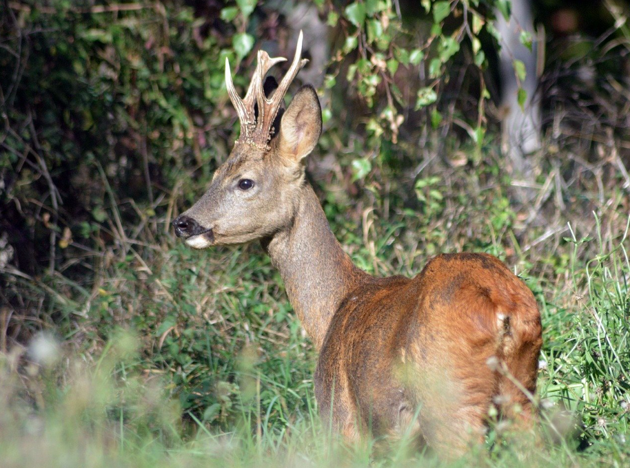 Recherche actionnaire traqueur ou posté pour chasse plaine et bois dans l'Aube