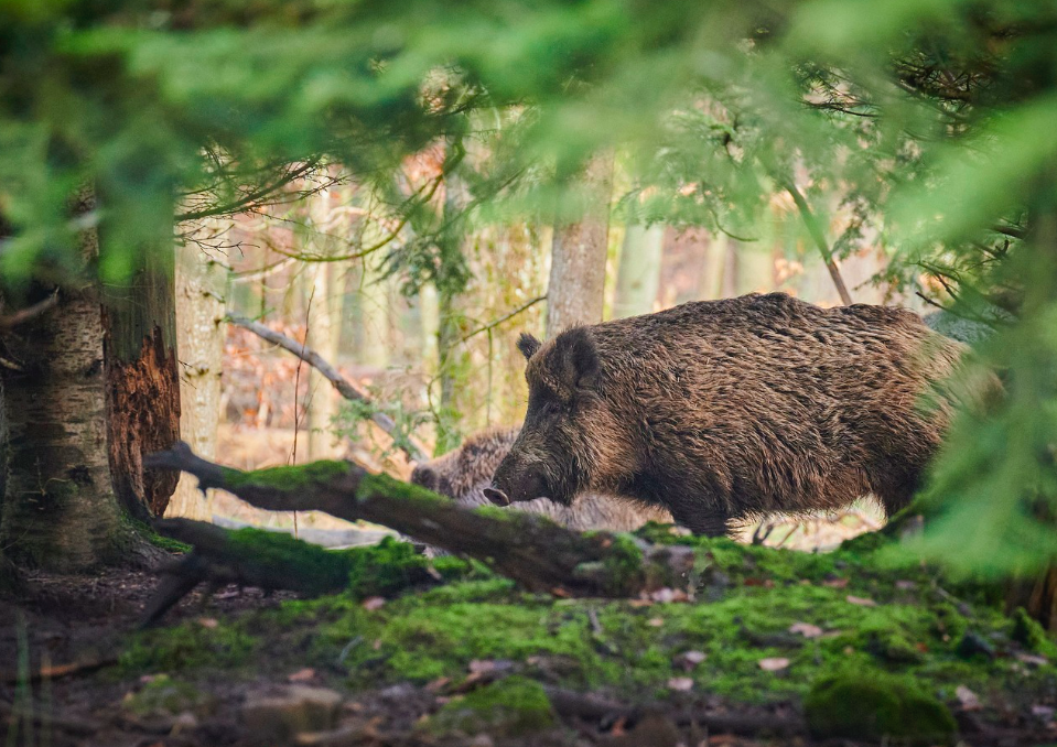 Dimanche de battue au grand gibier en forêt de Raismes-Wallers