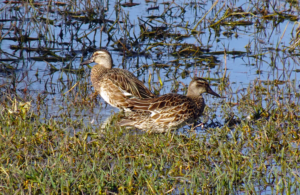 Action de chasse à l'eau et à terre en pleine Camargue